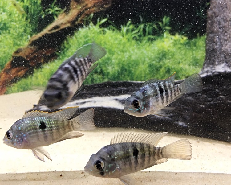 Blue Acara ~ 3cm - 4cm